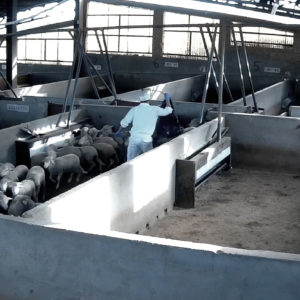 VÍDEO | Equalia destapa actos de "violencia e irregularidades" en un matadero de Valmojado