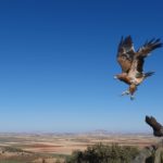aguilas
