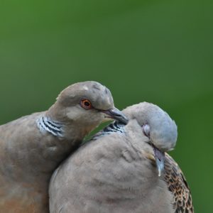 En busca de "consenso" para frenar el declive de la tórtola europea