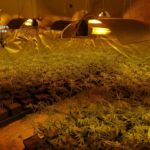 Detenida una persona en Novés por un delito de cultivo de estupefacientes