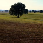 Paisaje_La_Mancha (1)