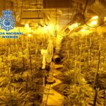 La Policía Nacional desmantela en El Casar de Escalona dos plantaciones indoor de marihuana