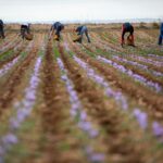 azafran cultivo agricultura