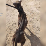 maltrato animal perro yuncos