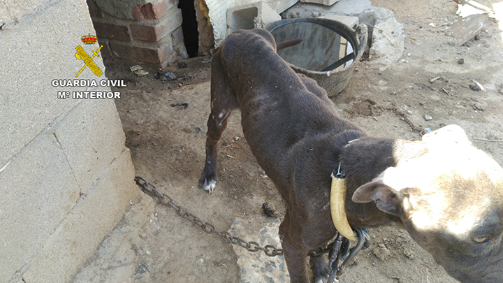 perro maltratado Yuncos