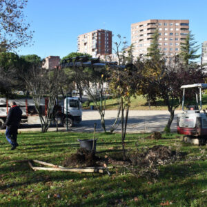 Talavera censa unos 11.000 árboles de 82 especies diferentes con un estudio de la UCLM