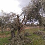 olivar olivo cultivo agricultura