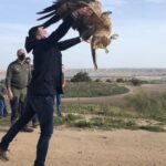 VIDEO: Reintroducen en el medio natural a un águila imperial ibérica recuperada en el CERI de Sevilleja de la Jara