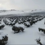 olivos toledo nevados