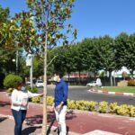 árbol europa