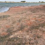 La problemática de las Lagunas de Villafranca de los Caballeros llegará al Parlamento Europeo