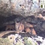 linces