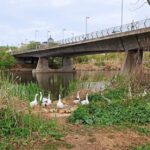 rio tajo pato