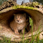 lince