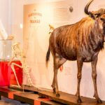 museo yebenes