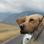 perro coche viaje