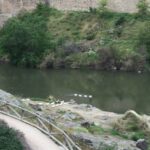 pato tajo