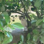 gato colonia