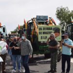 El Olivar Se Muere