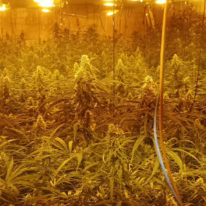 Tres detenidos tras desmantelar dos plantaciones de marihuana en La Mata, una de ellas videovigilada