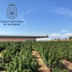 policia nacional plantacion marihuana