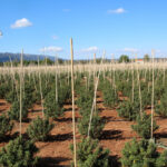 Plantación marihuana