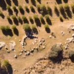 la-dehesilla-acc81rea-cicc81rculo-de-piedras-1