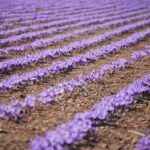 azafran cultivo agricultura