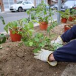 planta medio ambiente empleo jardineria jardin