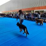 Talavera presenta un proyecto de protección a víctimas de violencia de género con perros de escolta