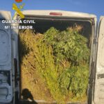 MARIHUANA Alcaudete1