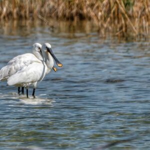 Birding, montañas o micología: más de 50 propuestas en espacios naturales de Castilla-La Mancha