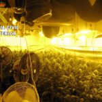 marihuana guardia civil desmantelamiento