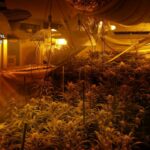 Plantación de marihuana en El Carpio de Tajo