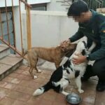 Un agente con dos de los canes