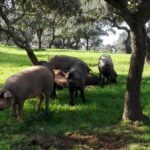 Economía.- Actualizado el protocolo de certificación de la norma de calidad del ibérico