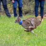 lince