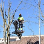 empleo trabajo arbol paro desempleo