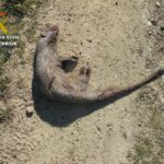 El ejemplar de meloncillo muerto