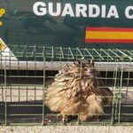 Sucesos.- Recuperado un búho real que estaba herido tras impactar contra un tendido eléctrico en La Pueblanueva (Toledo)