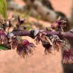 almendro agricultura