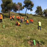 campo reforestacion arbol plantacion