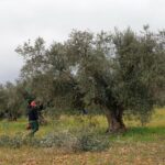 poda olivo arbol agricultura