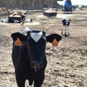 Primer foco de enfermedad hemorrágica epizoótica en la provincia de Toledo