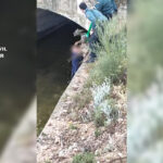 Rescate corzo toledo (2)