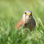 bird-4173109_960_720