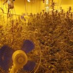 Sucesos.- Seis detenidos e intervenidas más de 3.100 plantas de marihuana en de Torrijos y Val de Santo Domingo