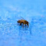abeja piscina