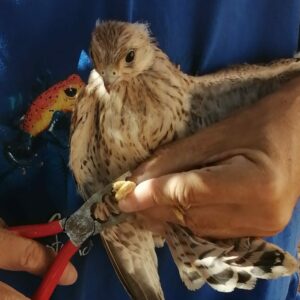 El cernícalo primilla se asienta en Madridejos con 19 crías tras estar "a punto de desaparecer"