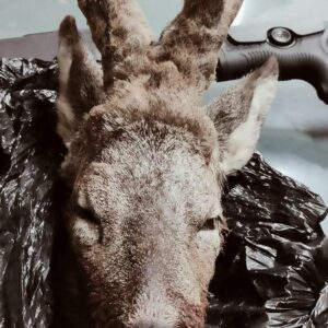 Detenido un hombre por prácticas de caza furtiva y agresión a un guardia civil en la provincia de Toledo